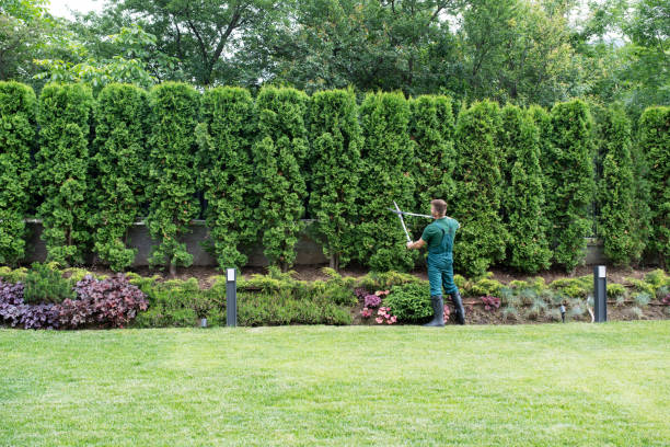 Best Pest Control for Lawns  in Bridgewater, VA